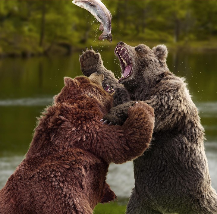 Prevelip ZS - Bear Fight